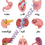 اندام‌های داخلی بدن
